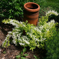 Deutzia gracilis 'Duncan' PP16,098  - Chardonnay Pearls® Deutzia