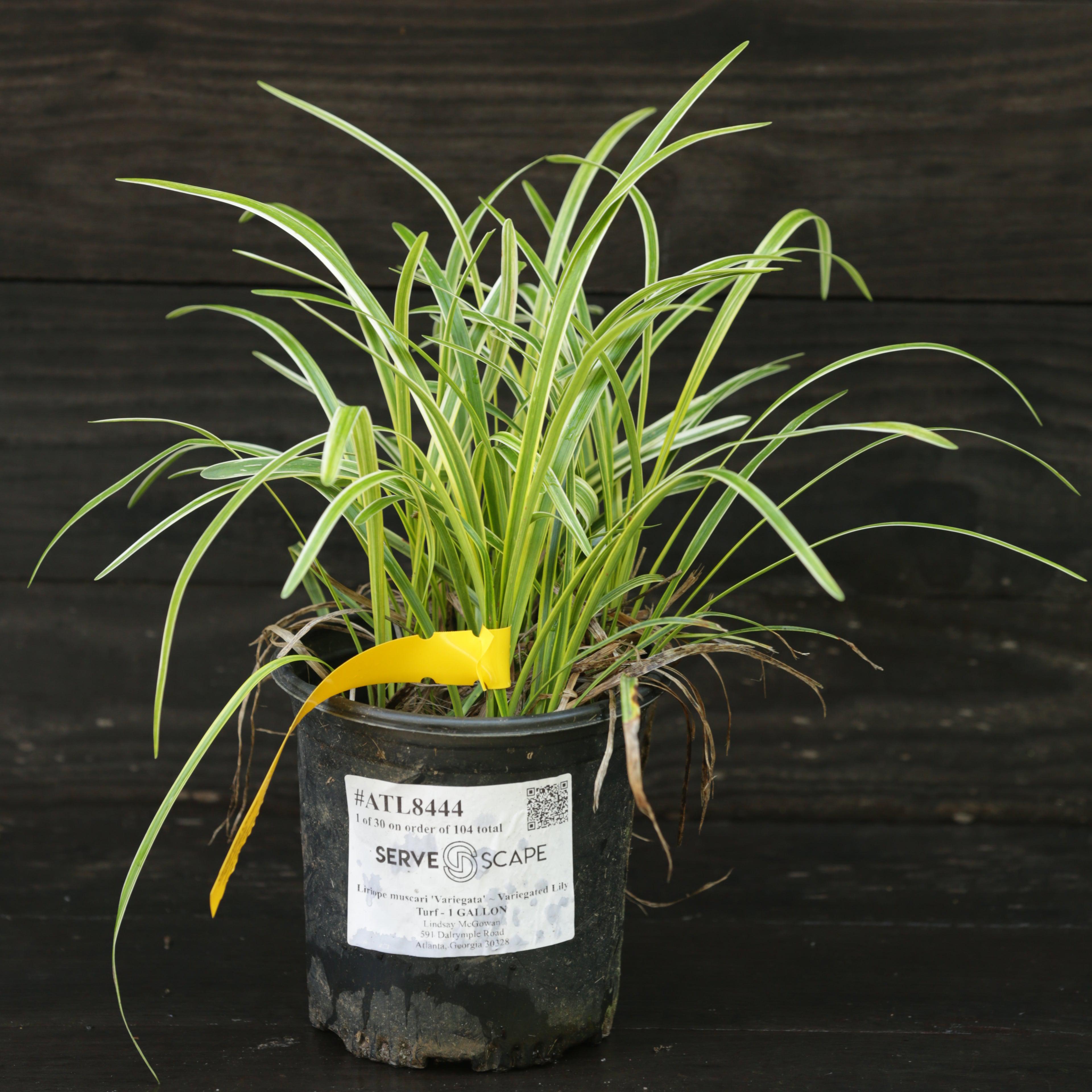 Liriope muscari 'Variegata'  - Variegated Lily Turf