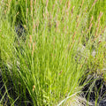 Carex stricta  - Tussock Sedge