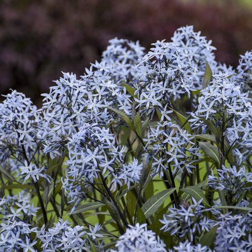 Amsonia tabernaemontana 'Storm Cloud'  - Storm Cloud Blue Star