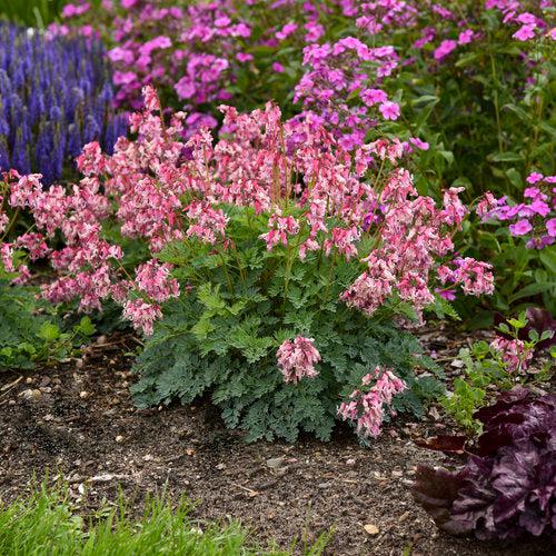 Dicentra 'Pink Diamonds'  - Pink Diamonds Bleeding Heart