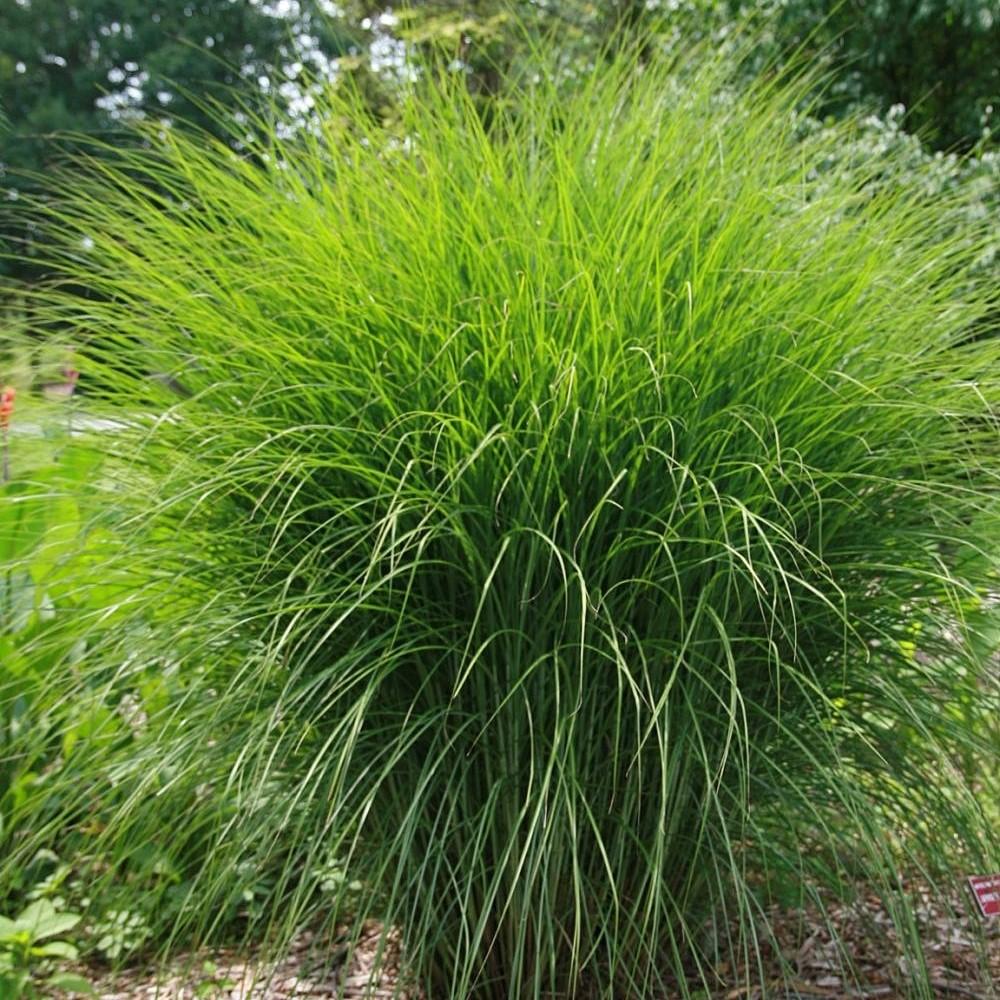 Miscanthus sinensis 'Gracillimus'  - Maiden Grass