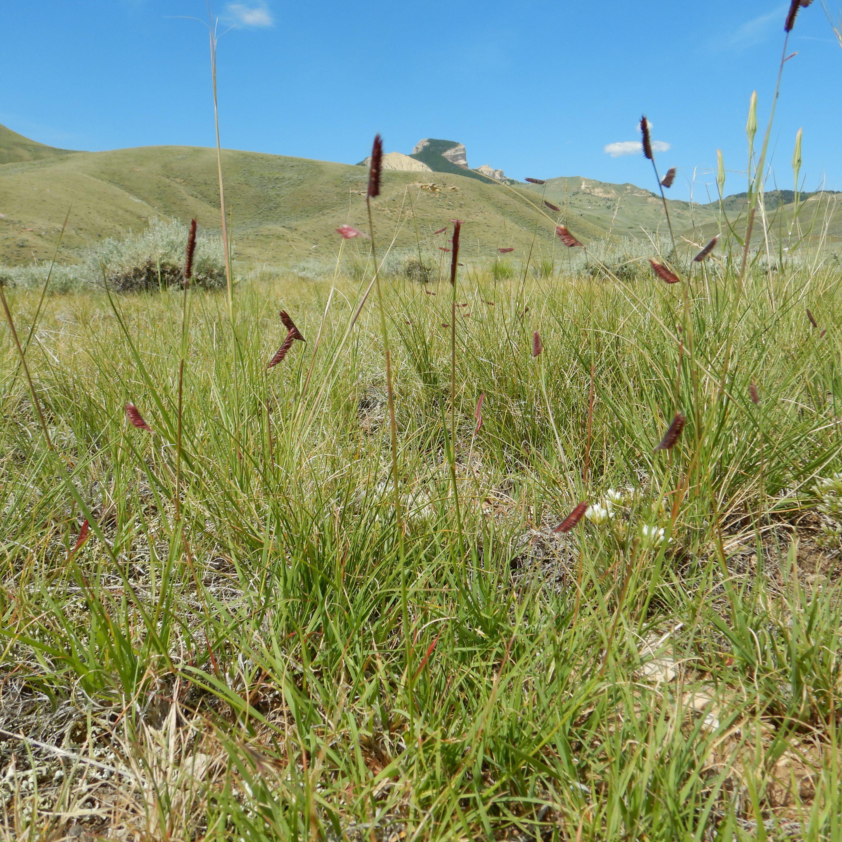 Bouteloua gracilis  - Blue Grama, Mosquito Grass