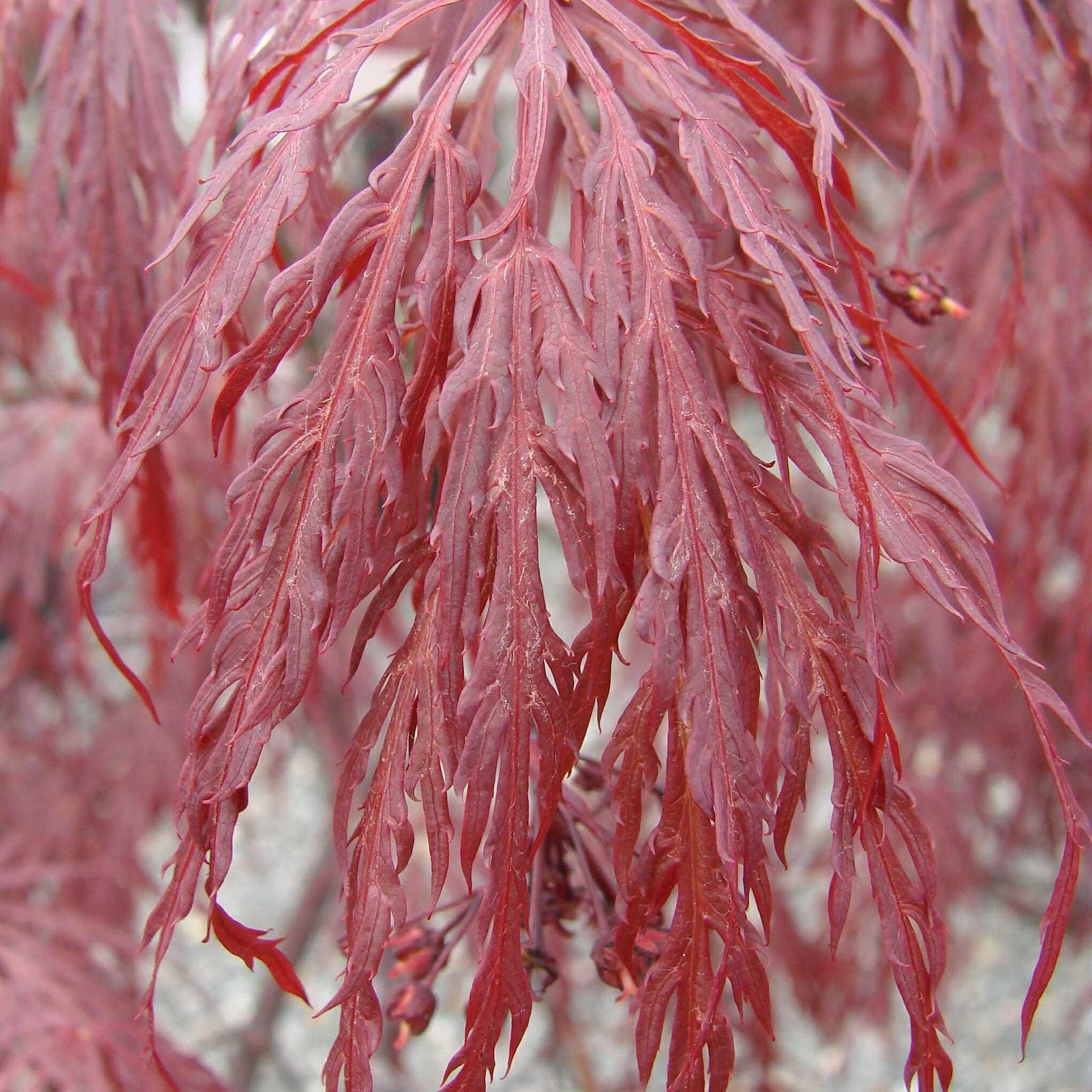 Acer palmatum var. dissectum 'Tamukeyama'  - Tamukeyama Japanese Maple