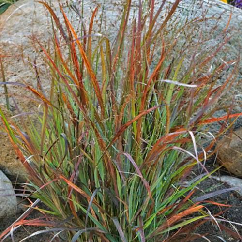 Panicum virgatum 'Cheyenne Sky' PP23209  - Prairie Winds® Cheyenne Sky Switch Grass