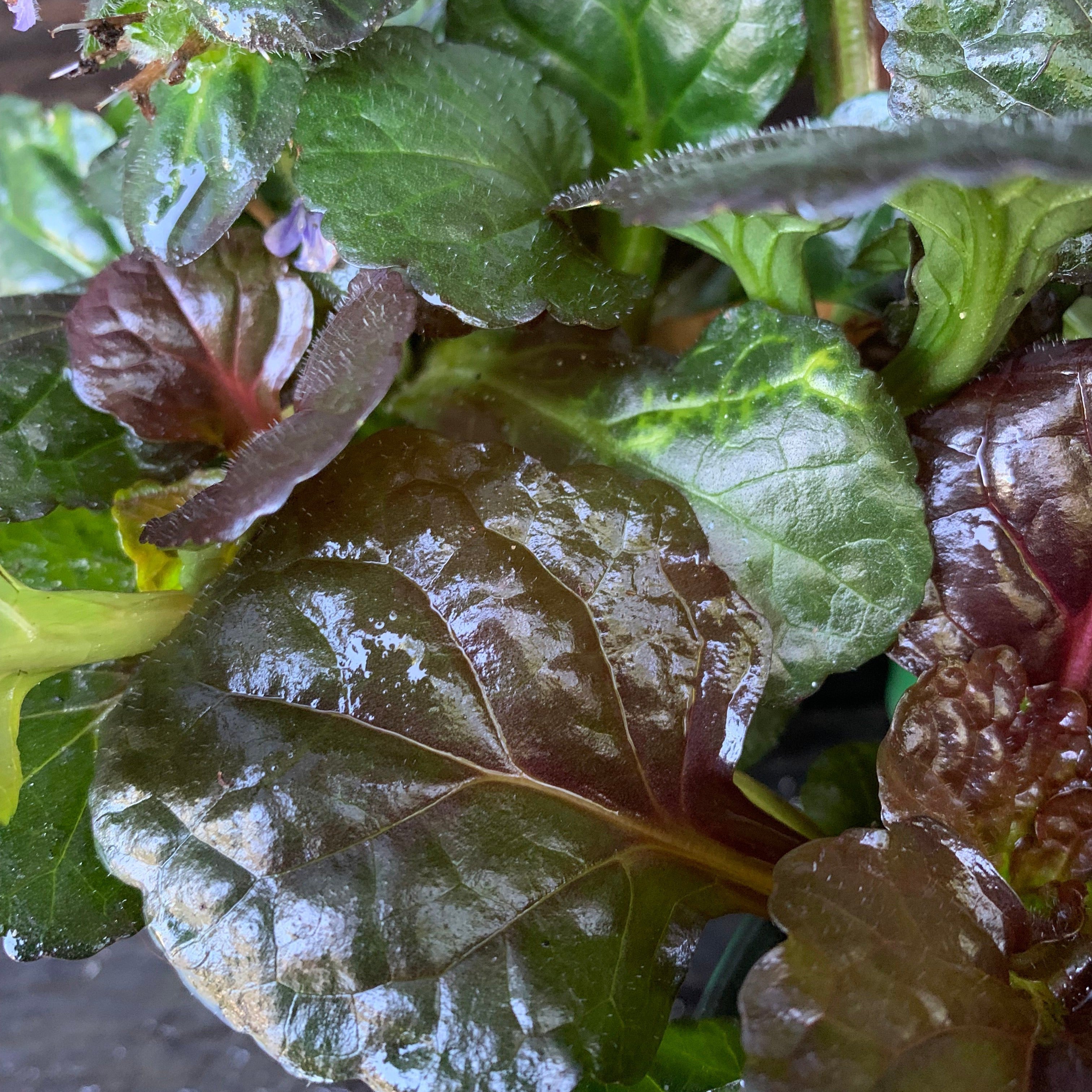 Ajuga reptans 'Binblasca'  - Black Scallop Bugleweed