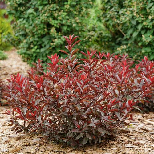 Prunus x cistena 'UCONNPCSDR'  - Stay Classy® Sand Cherry