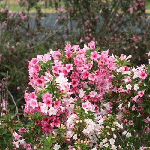 Weigela florida 'VUKOZGemini'  - Czechmark Trilogy® Weigela