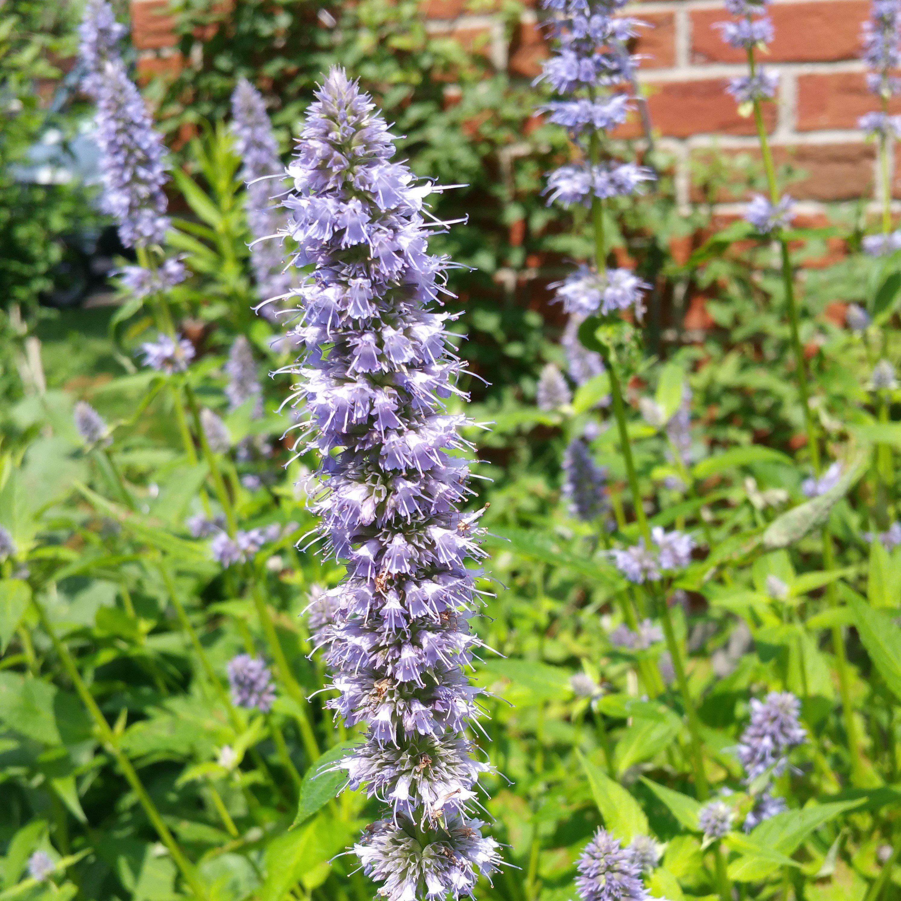 Agastache foeniculum 'Blue Fortune'  - Blue Fortune Giant Hyssop