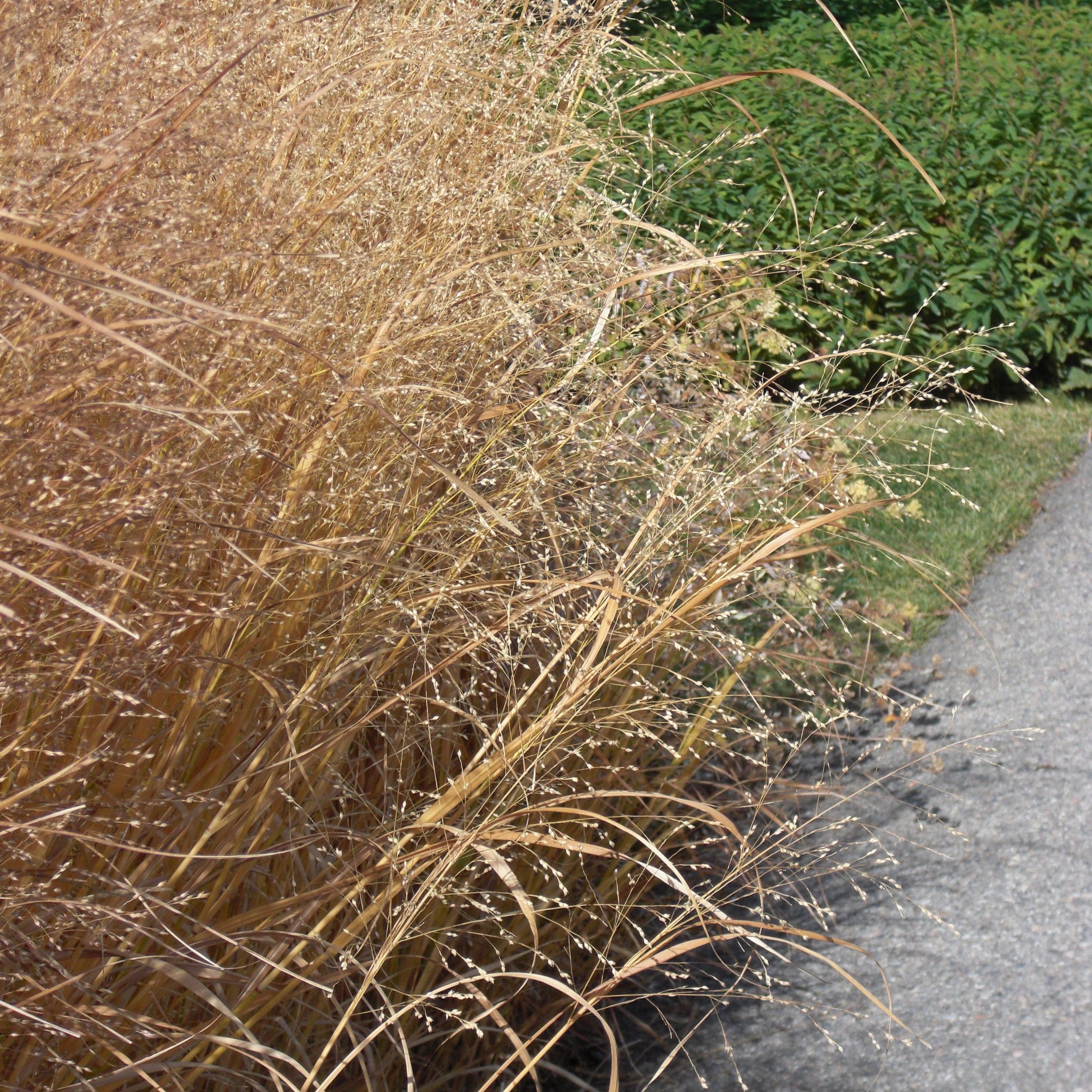Panicum virgatum 'Heavy Metal'  - Heavy Metal Switch Grass