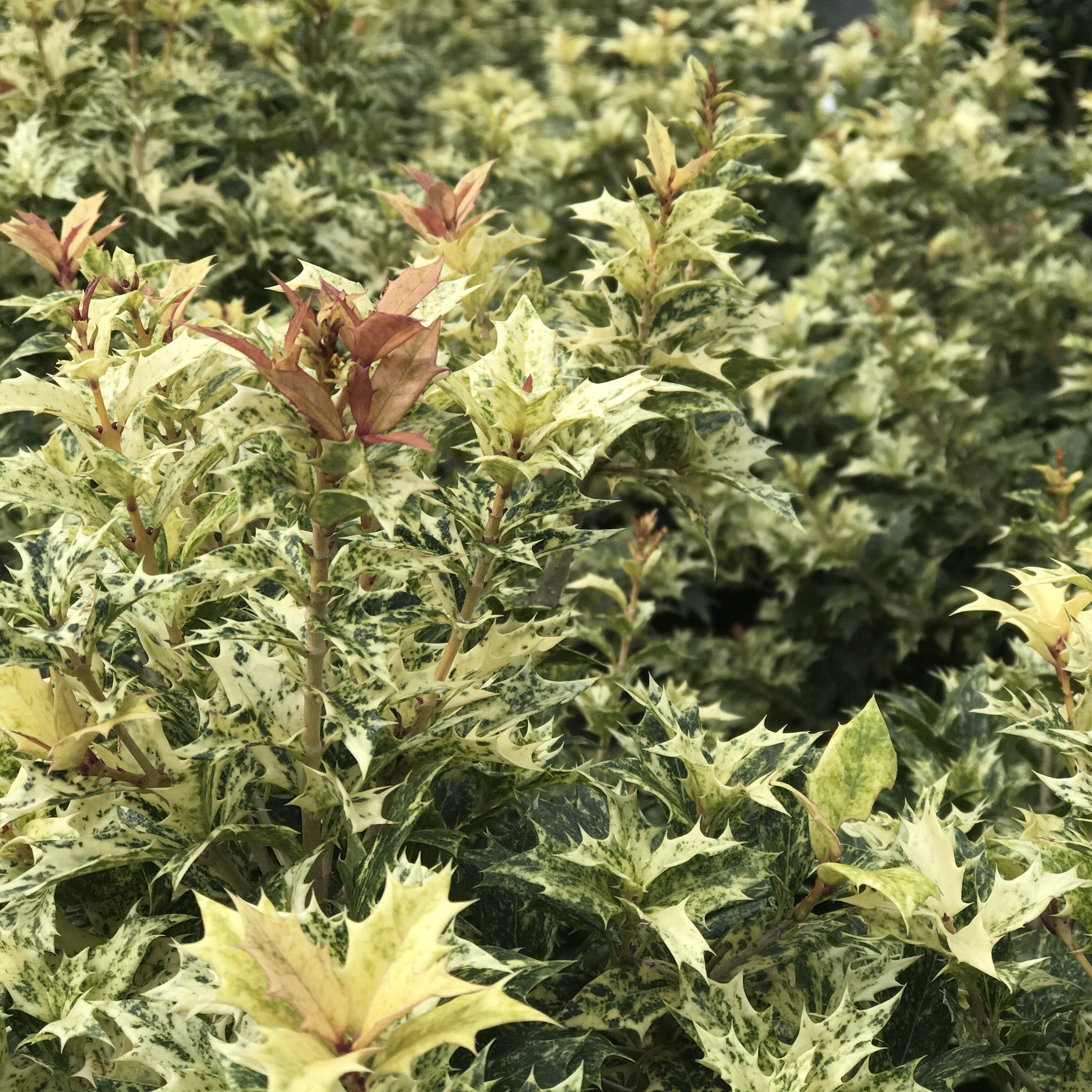 Osmanthus heterophyllus 'Goshiki'  - Goshiki False Holly