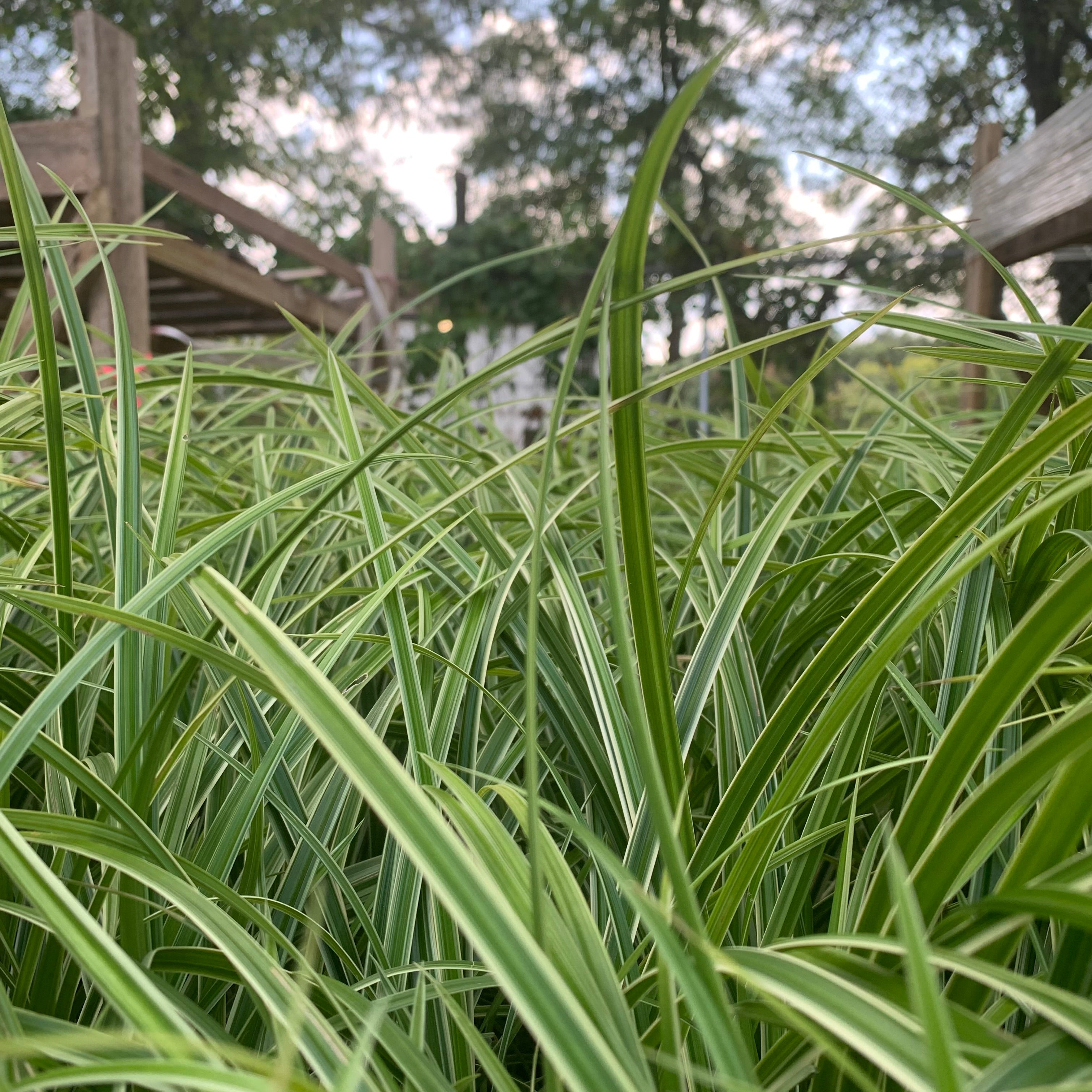 Carex morrowii 'Ice Dance'  - Ice Dance Sedge