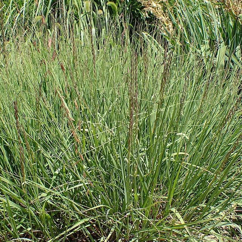 Bouteloua curtipendula  - Sideoats Grama