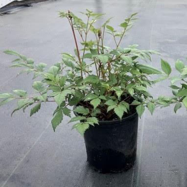 Astilbe x arendsii 'Fanal'  - Fanal Astilbe