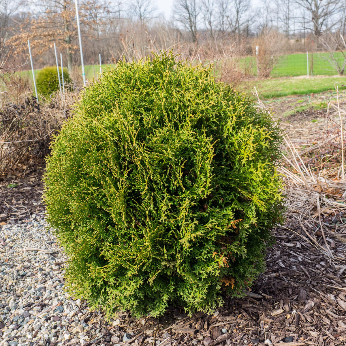 Mini Tuja Thuja occidentalis 'Hetz Midget' - Hetz Midget Arborvitae, Mini Arborv ...