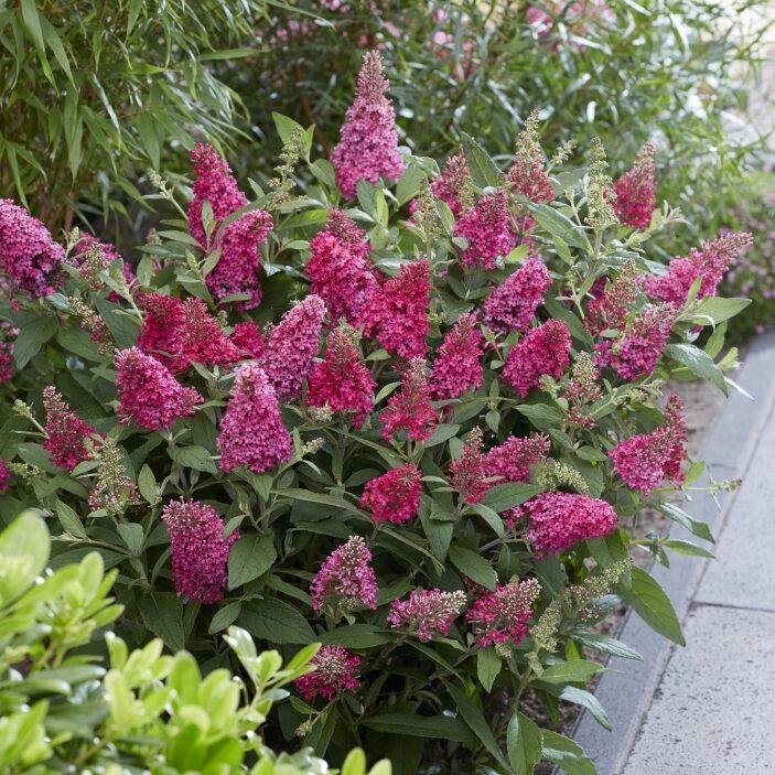 Dwarf Buddleia Raspberry Buddleia davidii ‘BotEx 006’ PP34500 - Butterfly Candy™ Li'l Raspberry ...