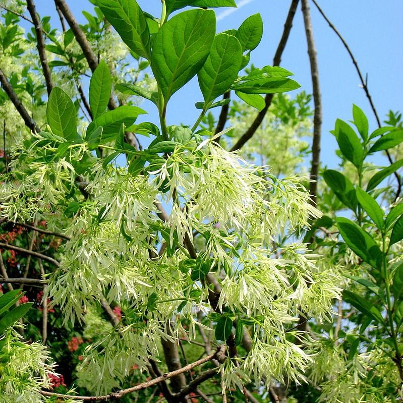 Chionanthus virginicus  - White Fringe Tree