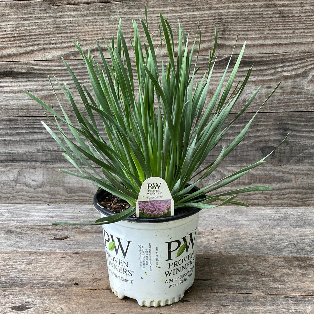 Allium ‘Serendipity’  - Serendipity Ornamental Onion