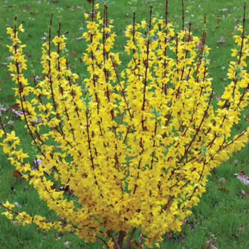 Forsythia x intermedia 'Mindor'  - Show Off® Forsythia