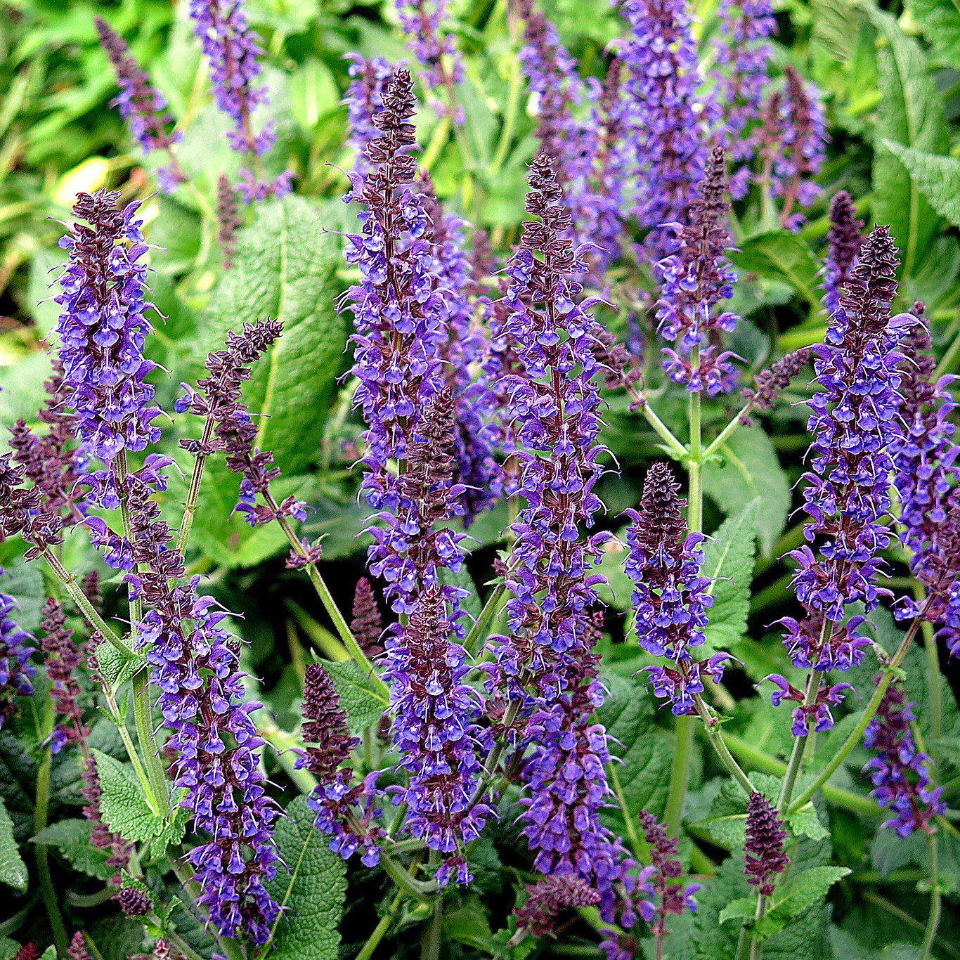 Salvia x sylvestris 'Mainacht’  - May Night Wood Sage
