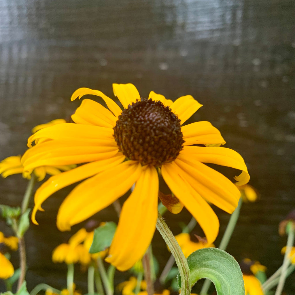 Rudbeckia fulgida 'Goldsturm'  - Black-Eyed Susan