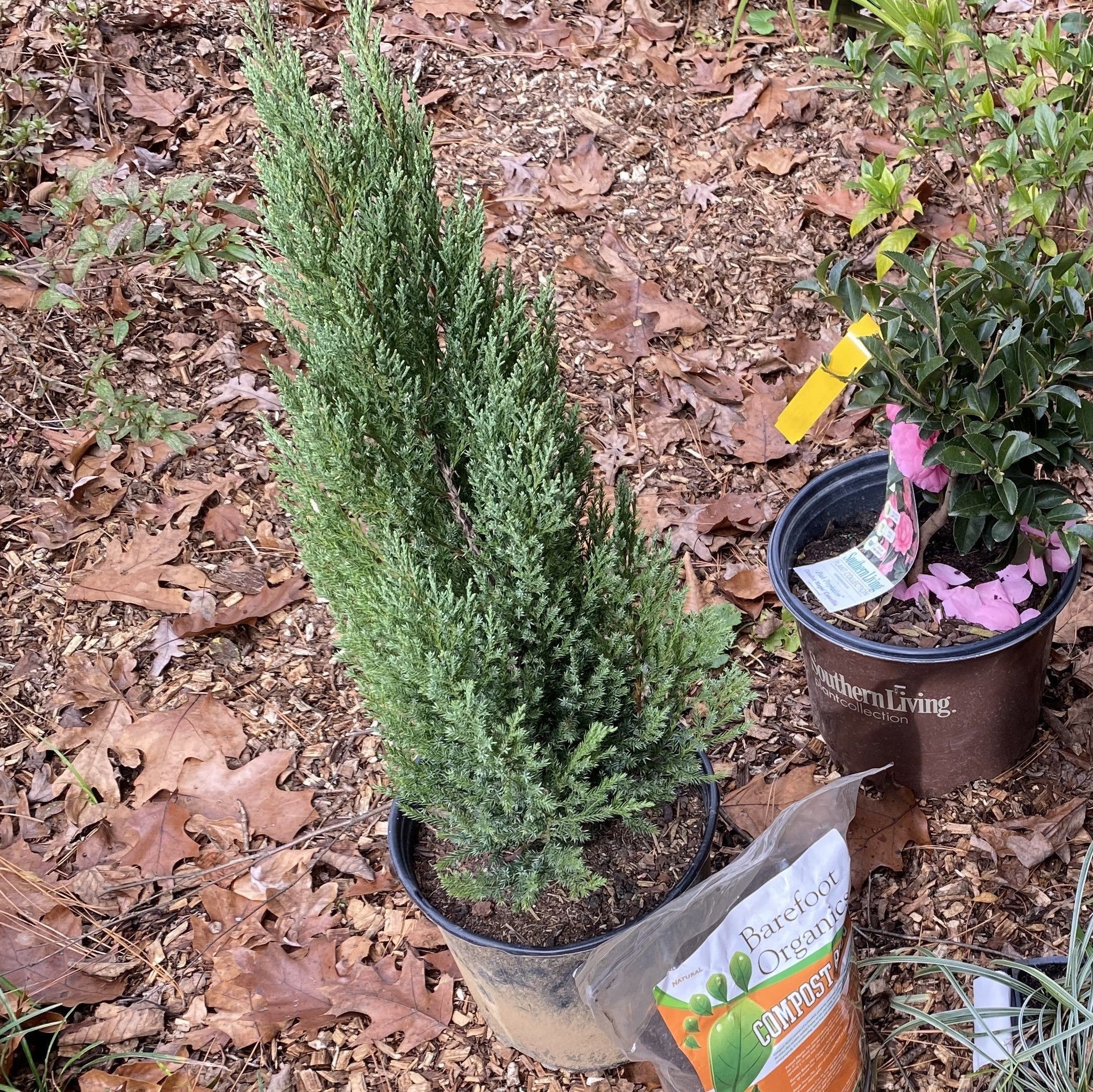 Juniperus chinensis 'Blue Point'  - Blue Point Juniper