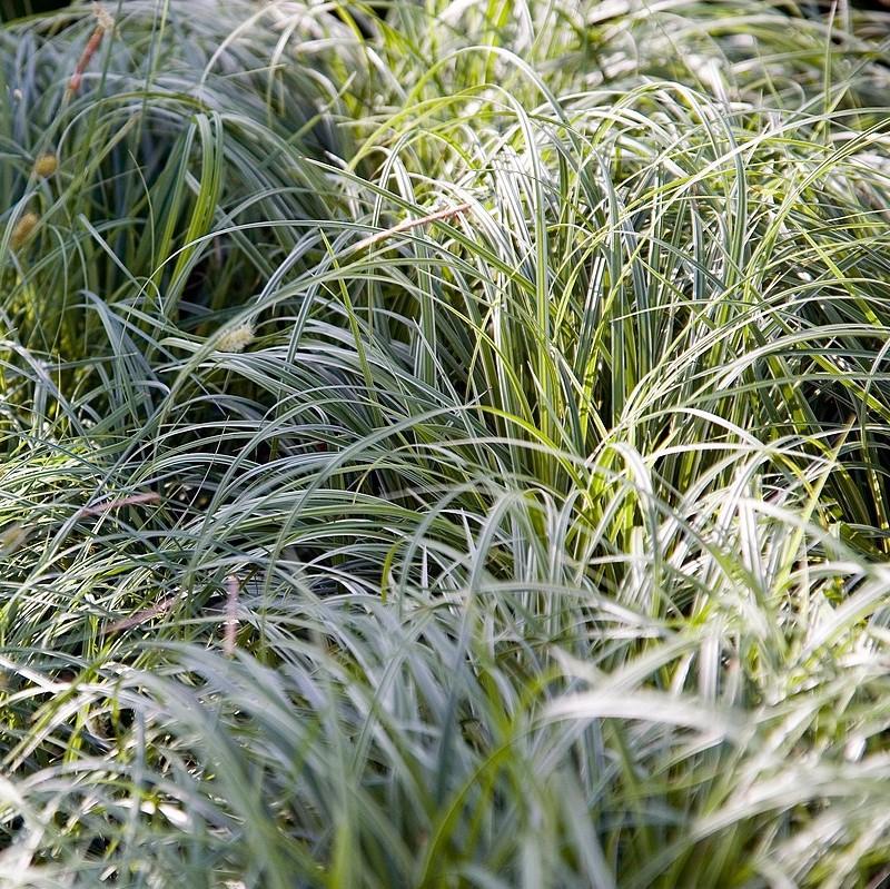Carex morrowii 'Silver Sceptre'  - Silver Sceptre Sedge