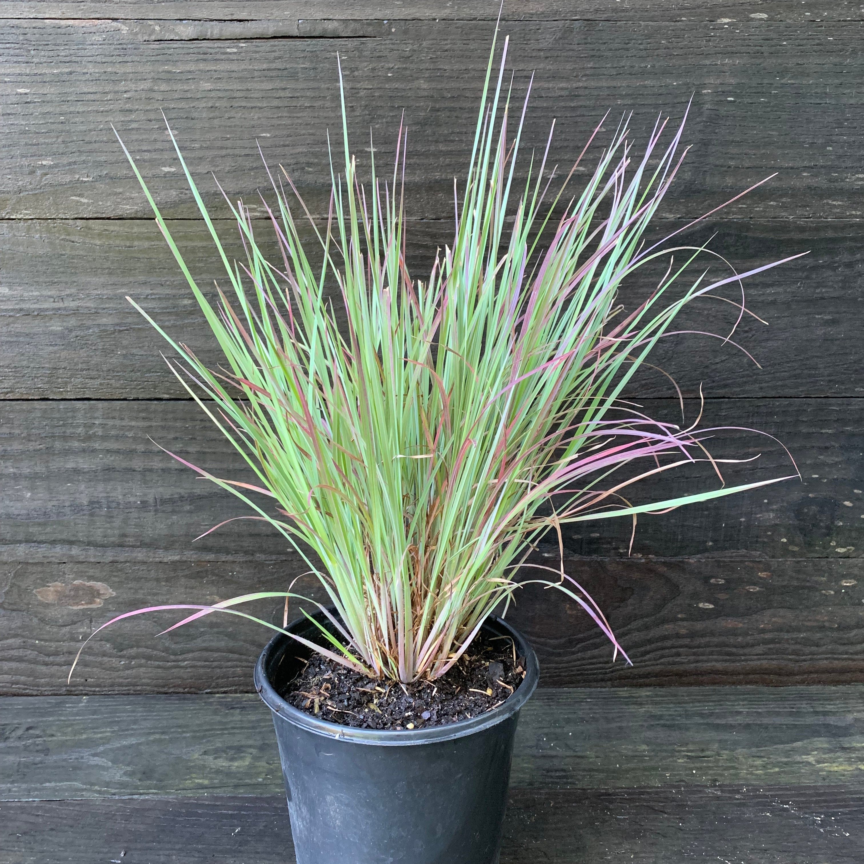 Schizachyrium scoparium 'Standing Ovation'  - Standing Ovation Little Bluestem