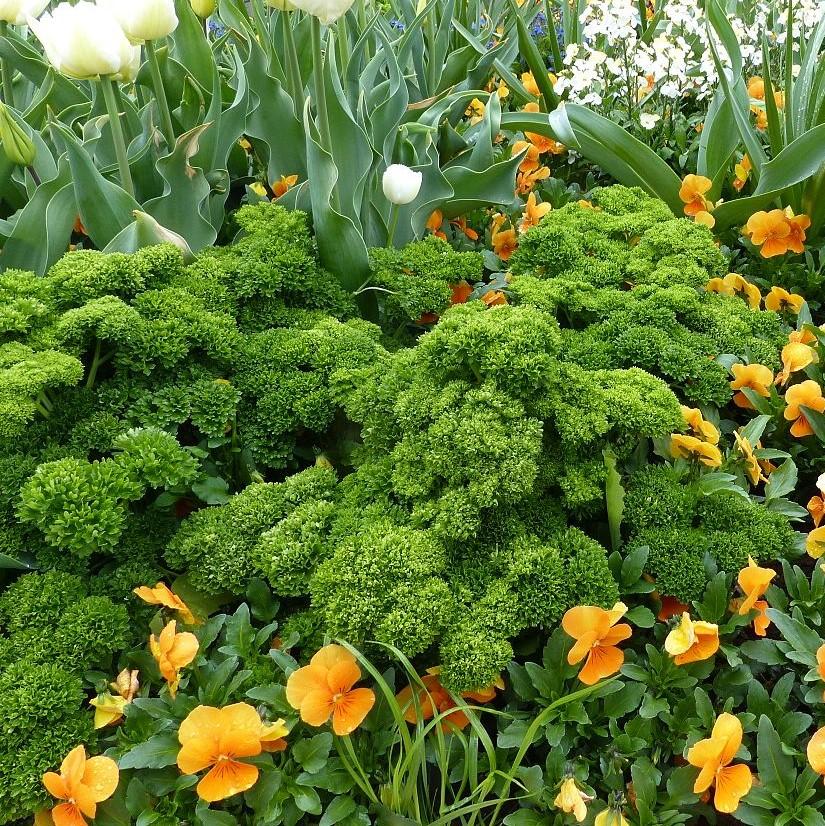 Petroselinum hortensis  - Triple Curled Parsley