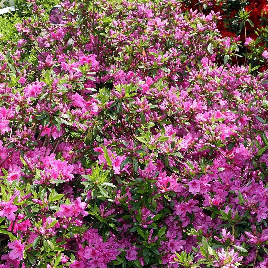 Rhododendron 'Karen'  - Karen Azalea