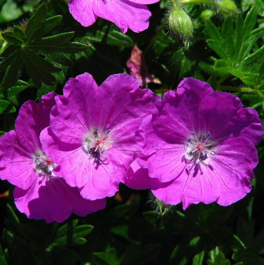 Geranium sanguineum 'Max Frei'  - Max Frei Bloody Cranesbill