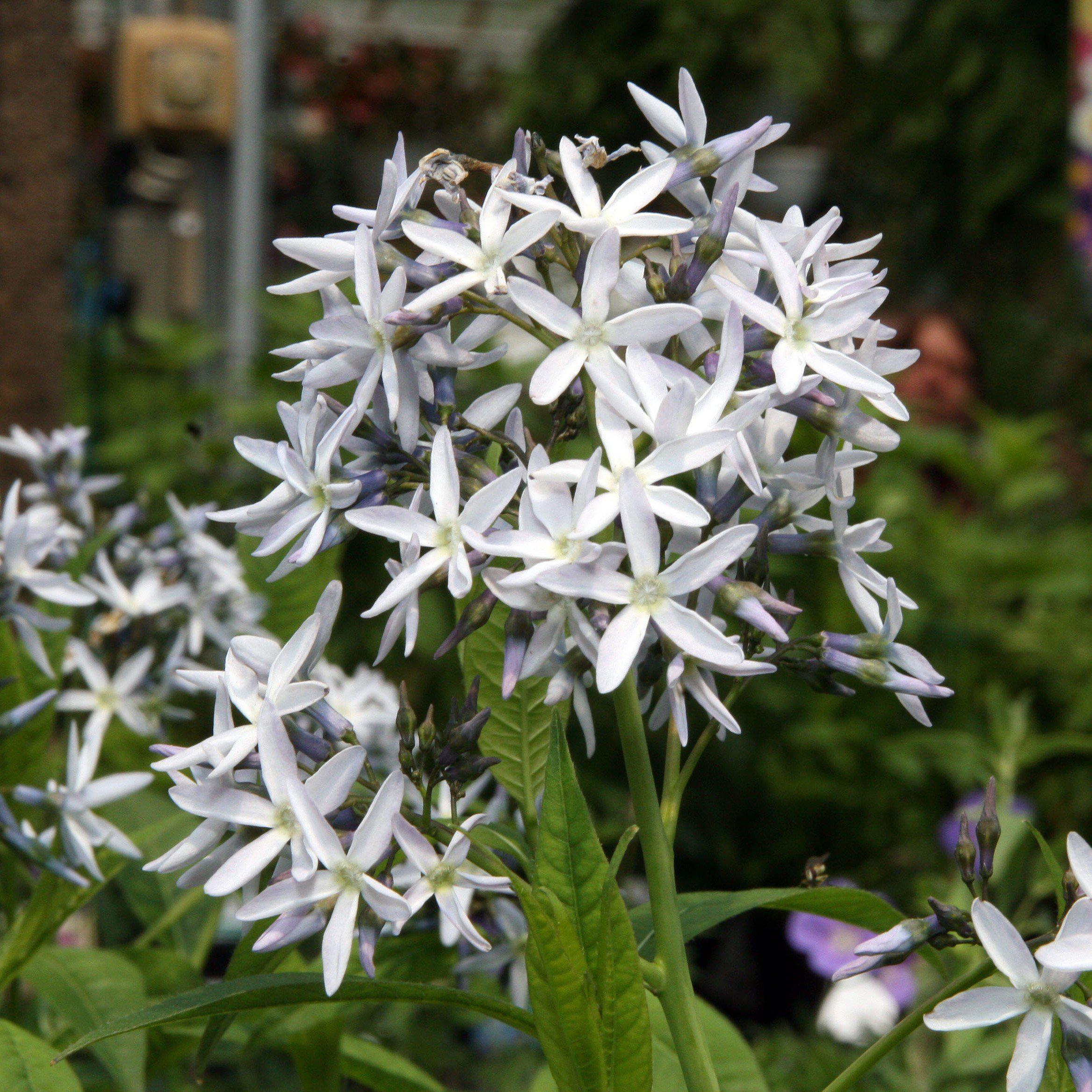 Amsonia hubrichtii  - Threadleaf Blue Star, Arkansas Blue Star
