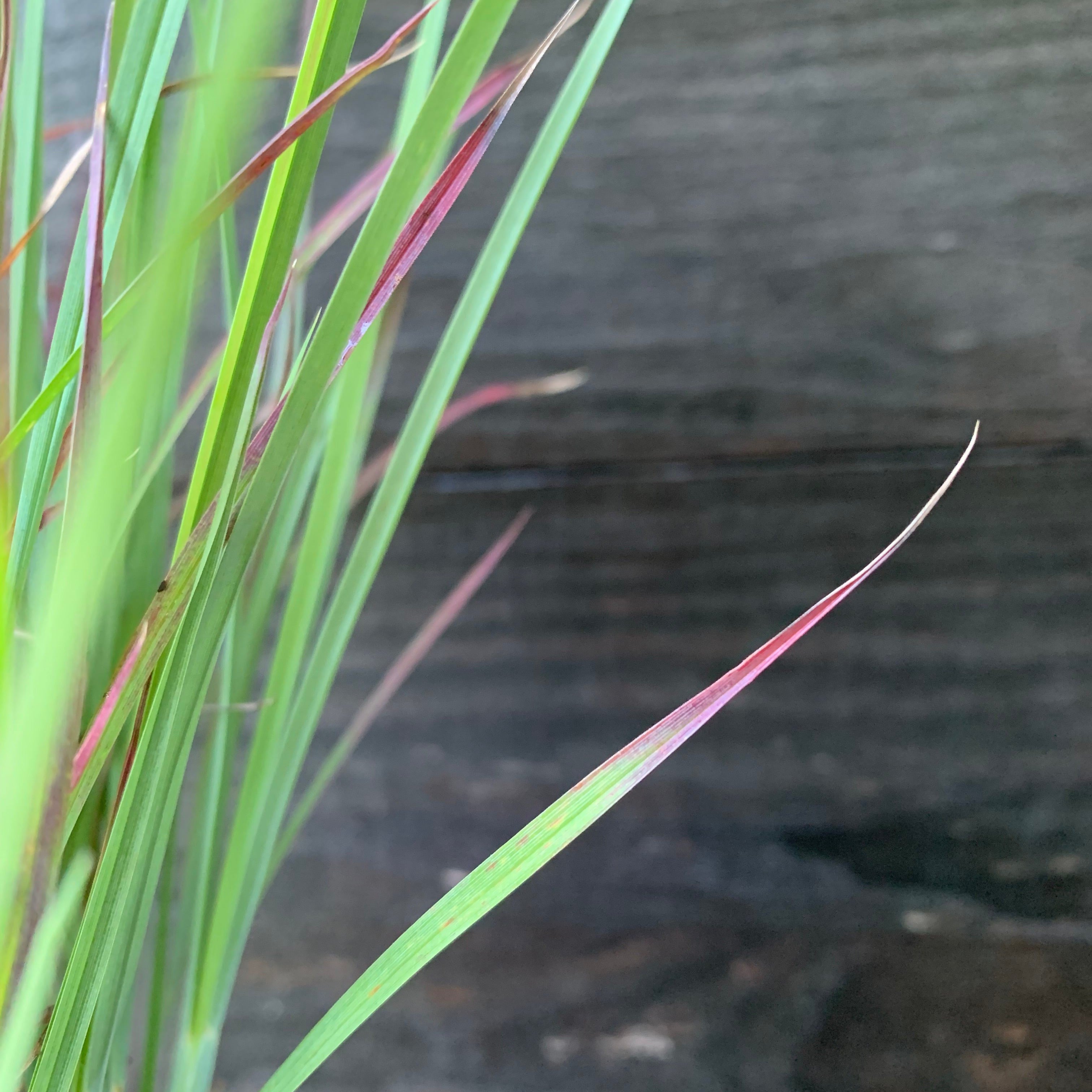 Schizachyrium scoparium 'Standing Ovation'  - Standing Ovation Little Bluestem