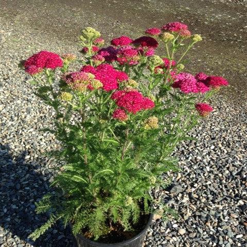 Achillea millefolium 'Strawberry Seduction'  - Strawberry Seduction Yarrow