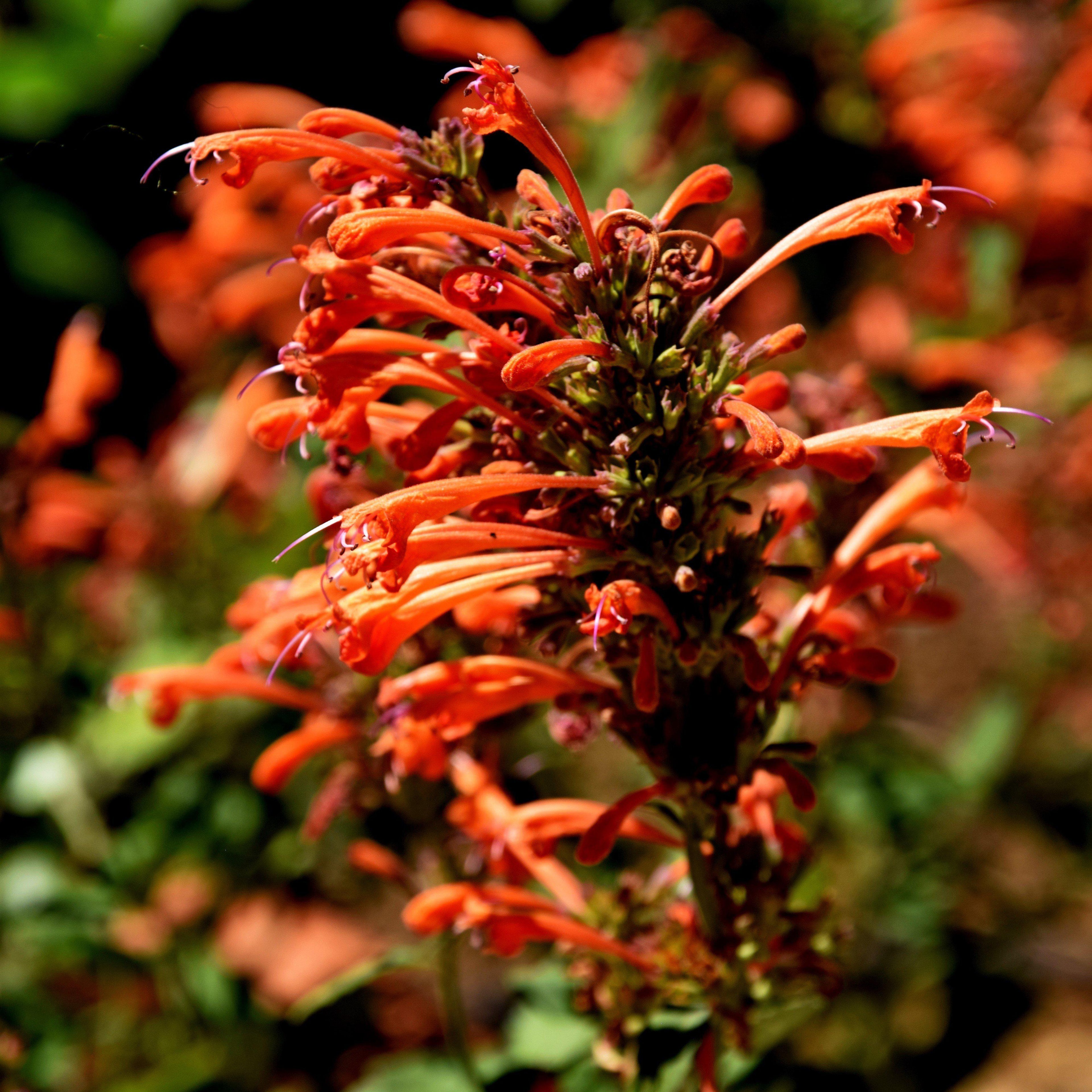 Agastache ‘Kudos Mandarin’  - Kudos™ Mandarin Hummingbird Mint, Hyssop