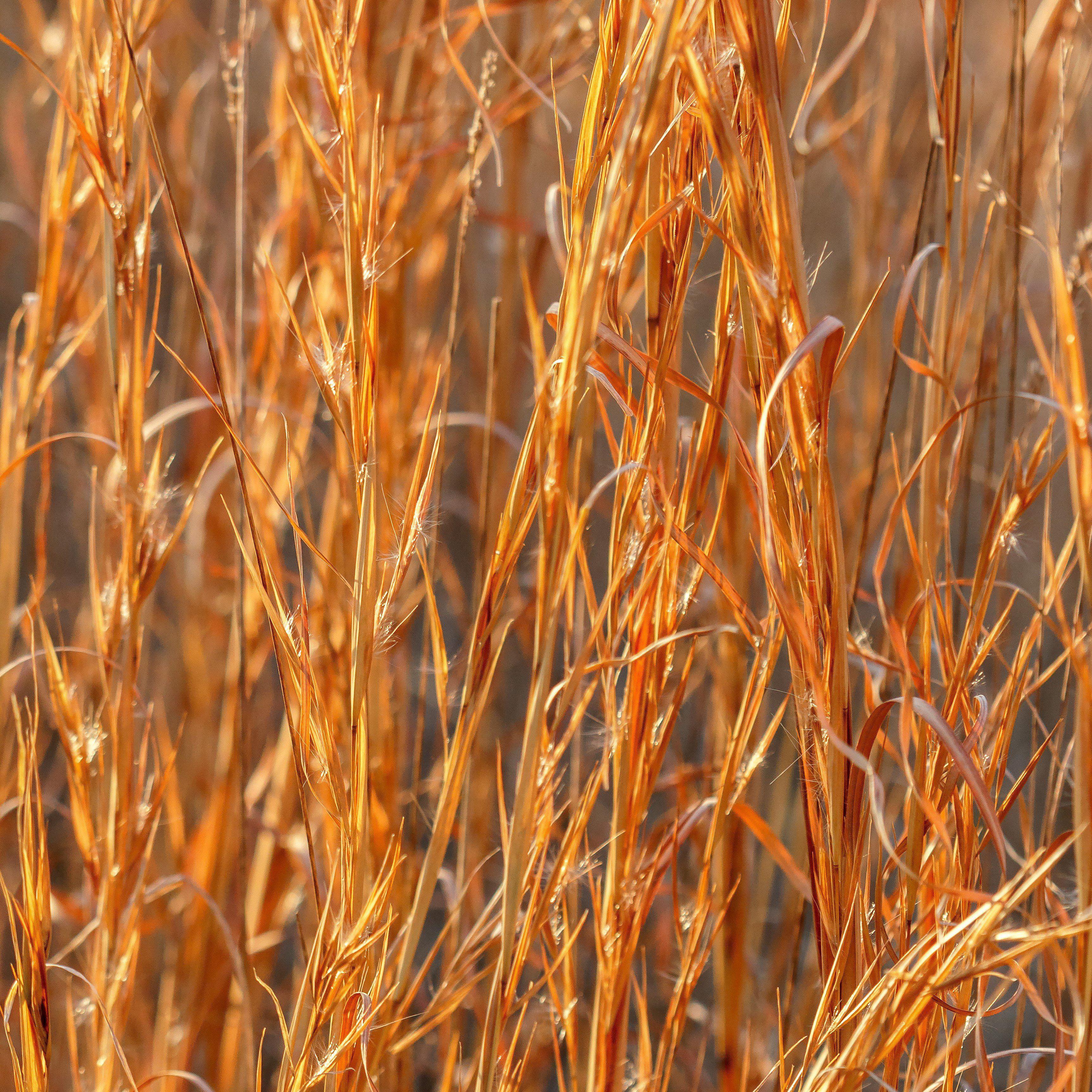 Andropogon virginicus  - Broomsedge, Yellow Bluestem