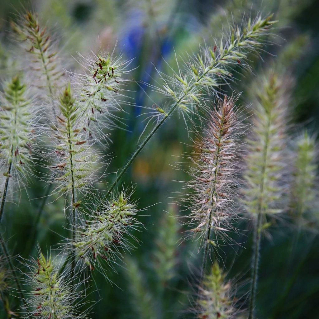 Pennisetum alopecuroides 'Little Bunny'  - Little Bunny Fountain Grass
