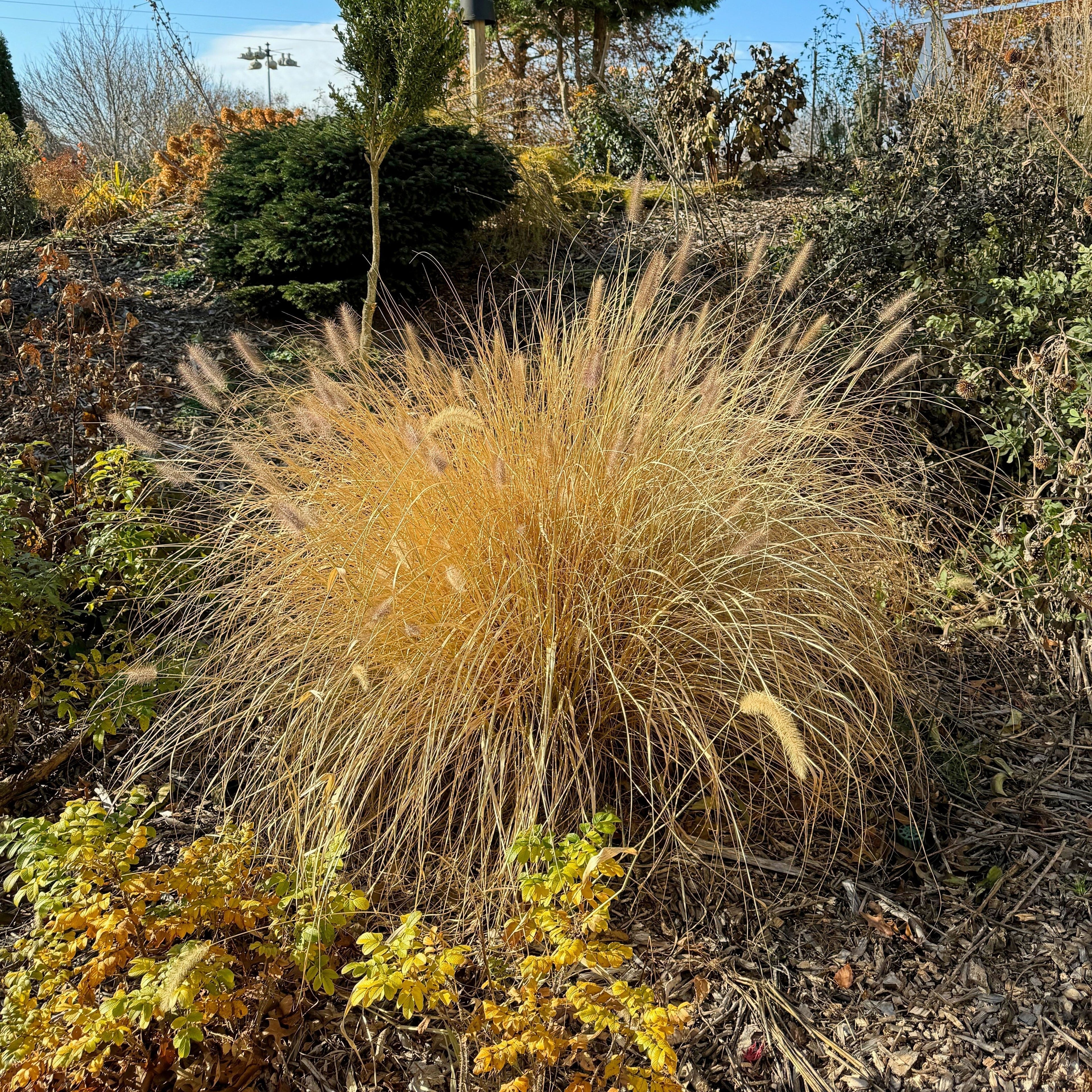 Pennisetum alopecuroides 'TIFT PA18'  - Cayenne™ Fountain Grass
