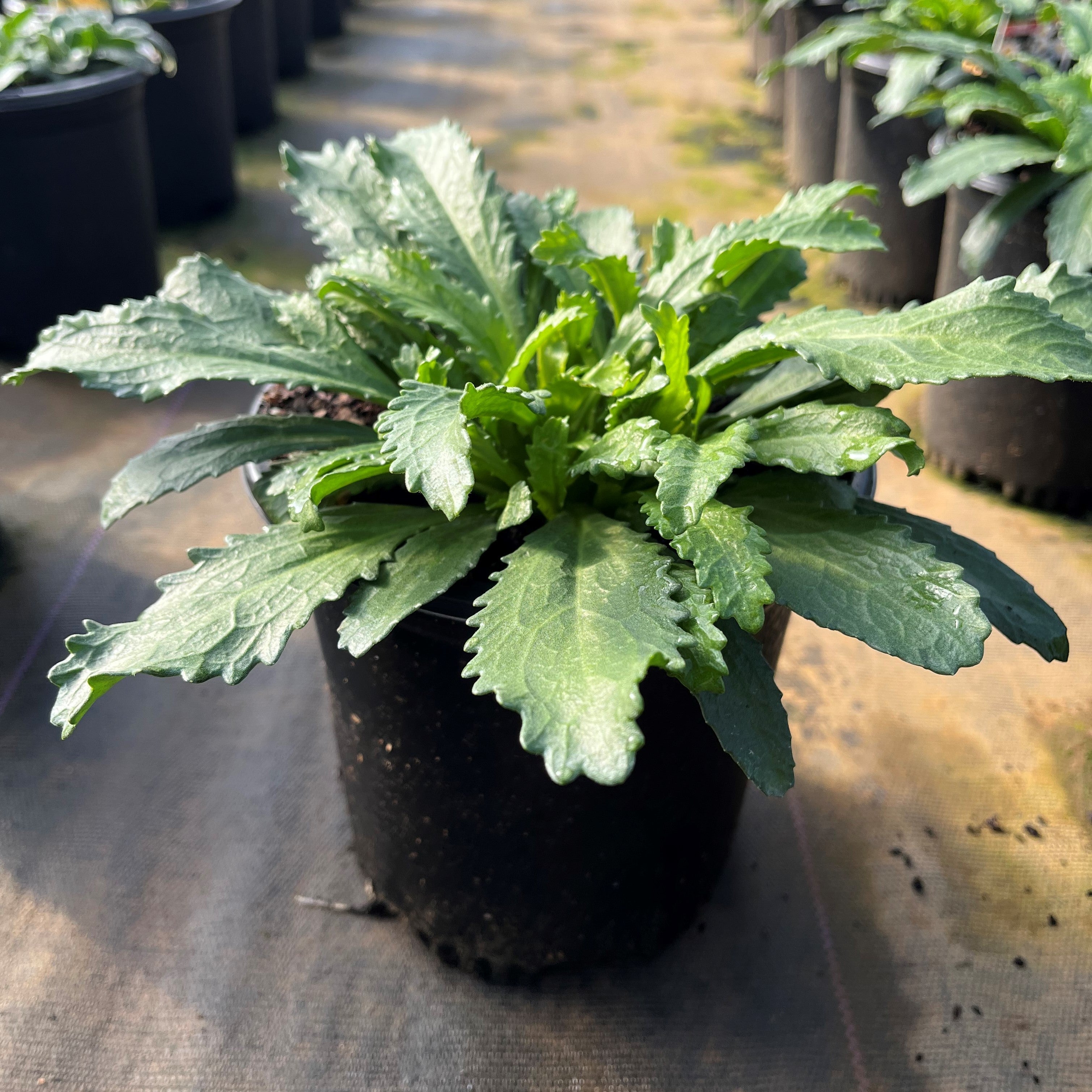 Leucanthemum x superbum 'Snowcap'  - Snowcap Shasta Daisy