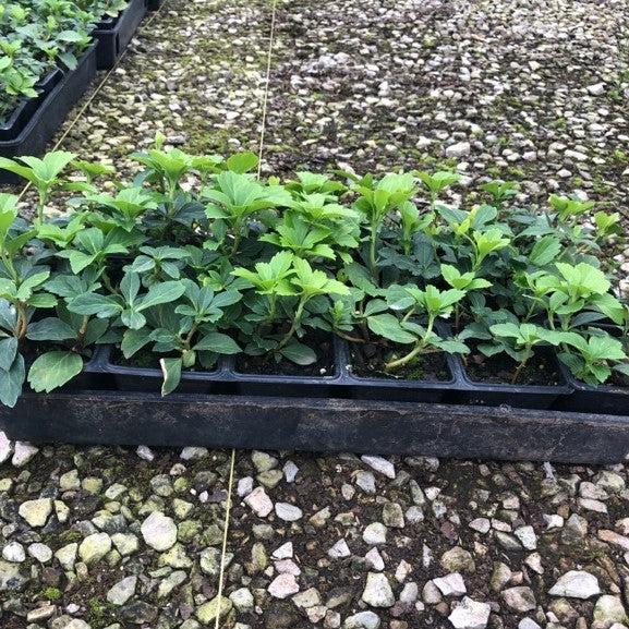 Pachysandra terminalis  - Japanese Spurge