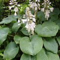 Hosta sieboldiana 'Elegans'  - Elegans Hosta