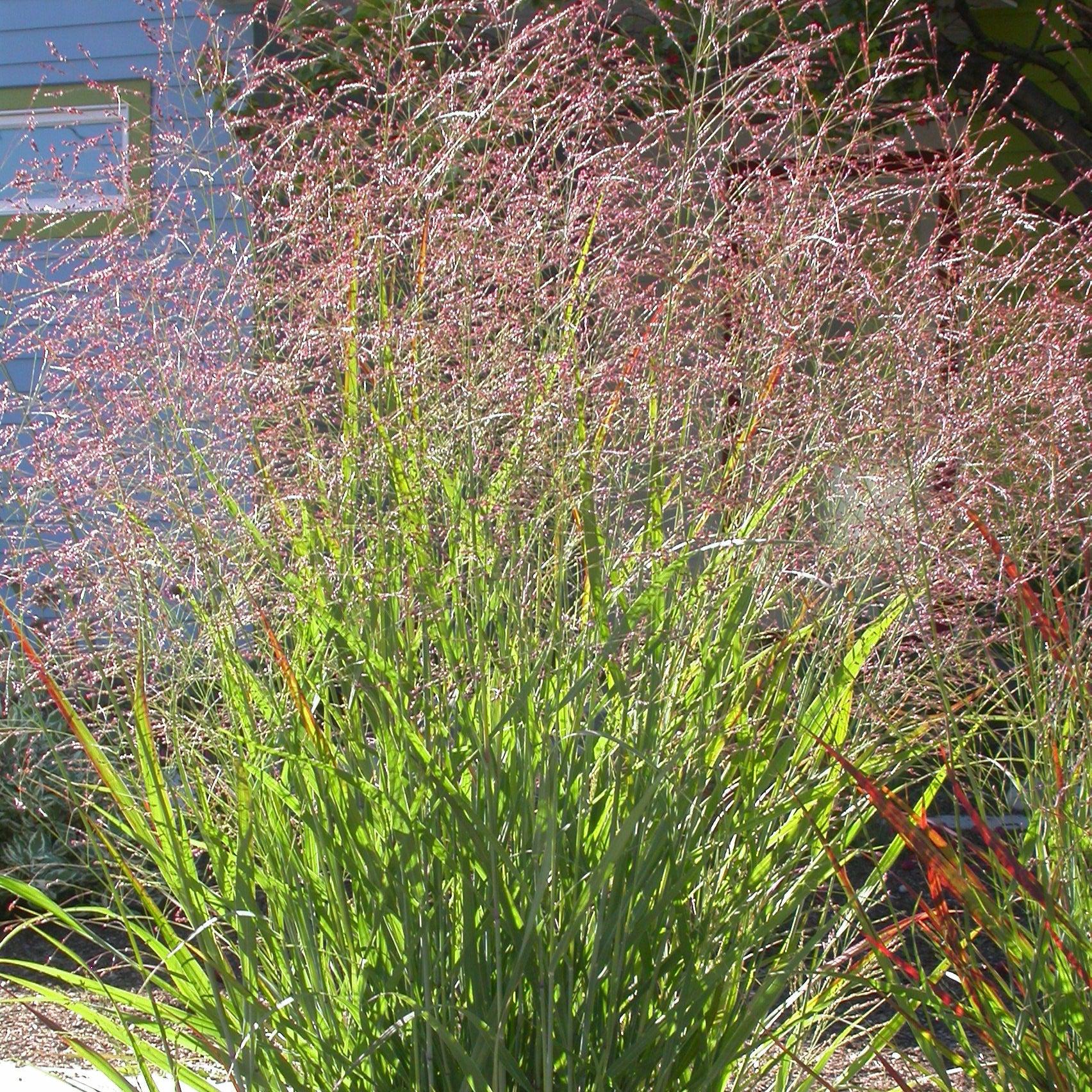 Panicum virgatum 'Red Flame'  - Red Flame Switch Grass