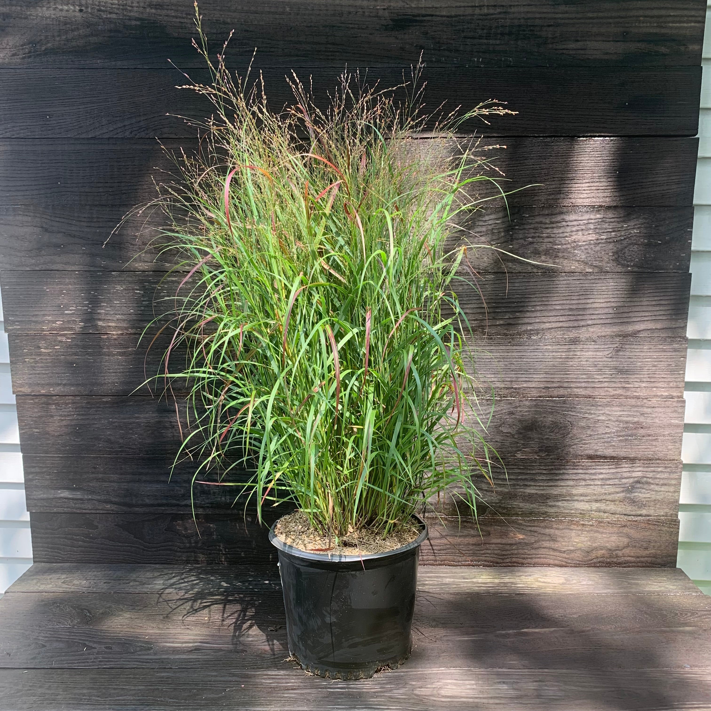 Panicum virgatum 'Shenandoah'  - Shenandoah Switch Grass