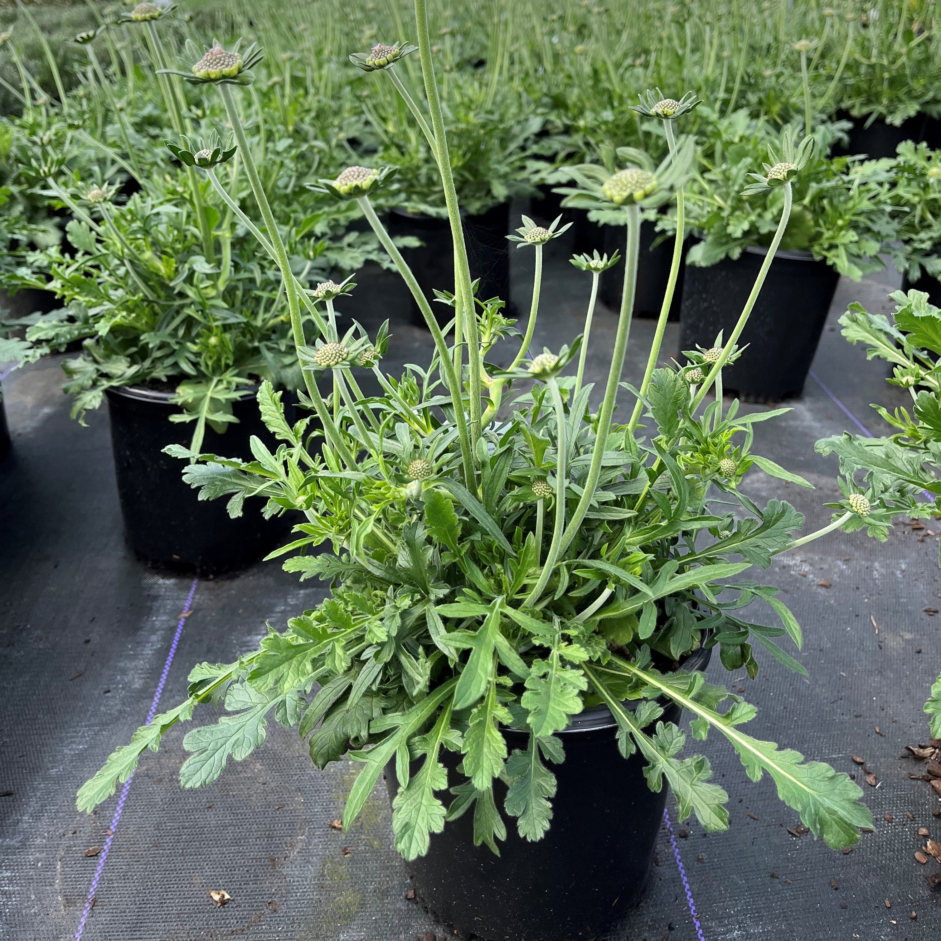 Scabiosa columbaria 'Butterfly Blue'  - Butterfly Blue Pincushion Flower