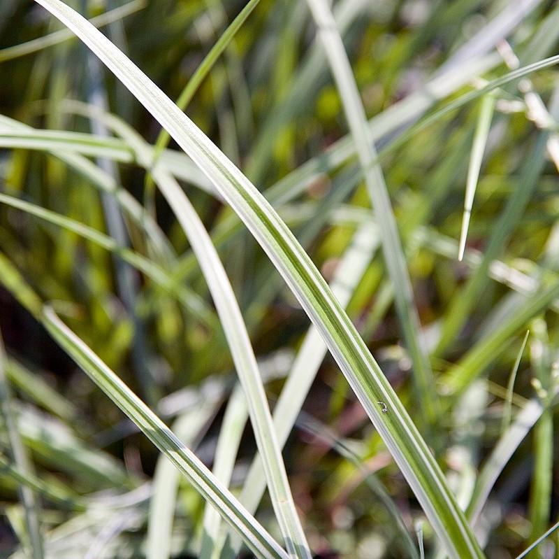 Carex morrowii 'Silver Sceptre'  - Silver Sceptre Sedge