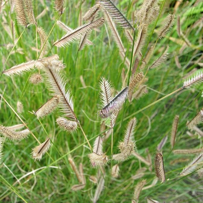 Bouteloua gracilis  - Blue Grama, Mosquito Grass