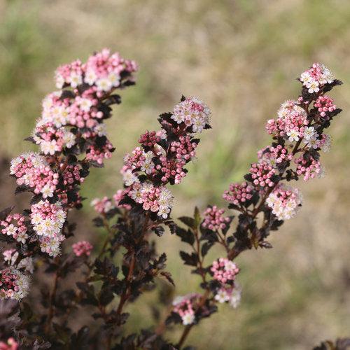 Physocarpus opulifolius 'SMNPOTW'  - Tiny Wine® Ninebark