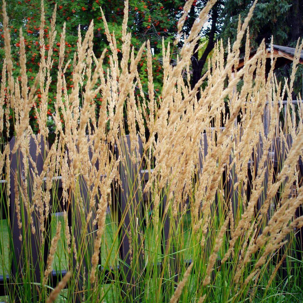 Calamagrostis x acutiflora 'Karl Foerster'  - Karl Foerster's Feather Reed Grass
