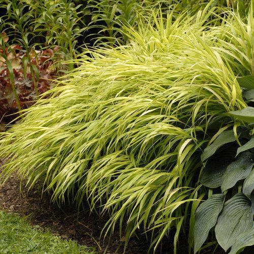 Hakonechloa macra 'All Gold'  - All Gold Japanese Forest Grass, Hakone Grass