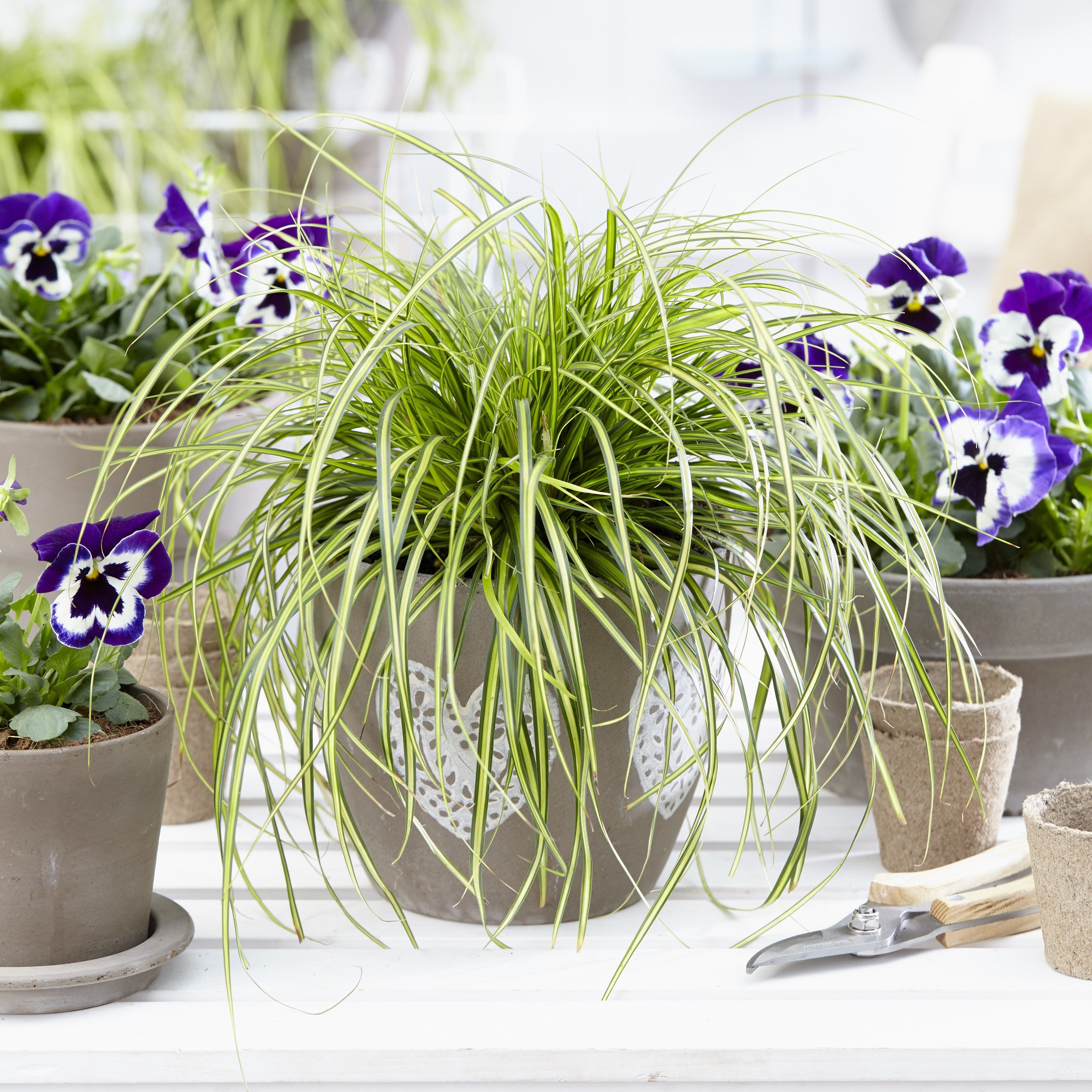 Carex oshimensis 'Eversheen' PP25938  - Evercolor® Eversheen Variegated Sedge